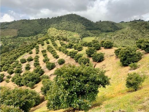 Terreno a La Ceja, Departamento de Antioquia