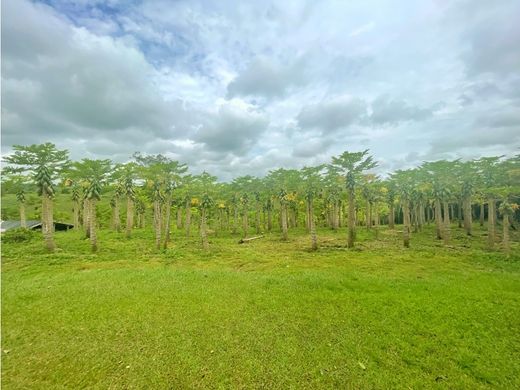 Land in La Tebaida, Quindío Department