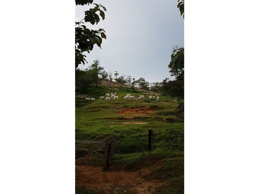 Quinta rústica - Planeta Rica, Departamento de Córdoba