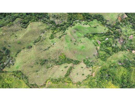 Arsa Cisneros, Departamento de Antioquia