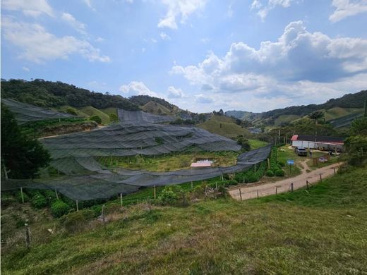 토지 / La Ceja, Departamento de Antioquia