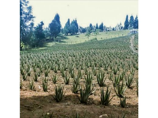 Arsa Guarne, Departamento de Antioquia