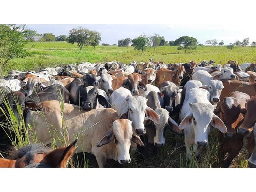 전원/농가 / Santa Cruz de Mompox, Departamento de Bolívar