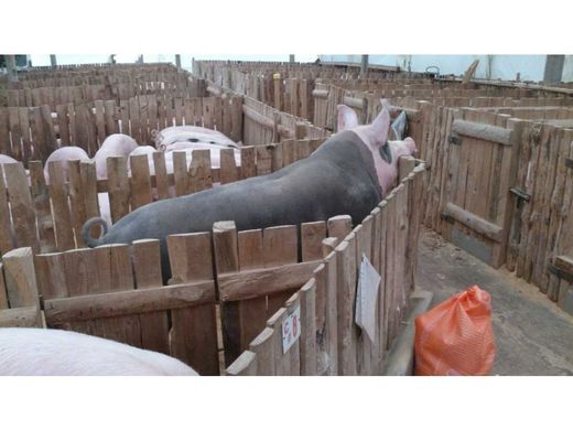 Rustik ya da çiftlik Santa Rosa de Osos, Departamento de Antioquia