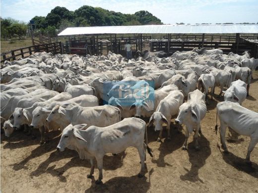 Rustik ya da çiftlik Cumaribo, Departamento del Vichada