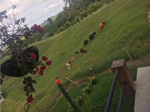 Farmhouse in Circasia, Quindío Department