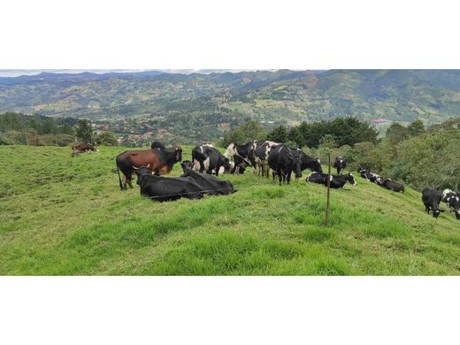 Rustik ya da çiftlik Guarne, Departamento de Antioquia