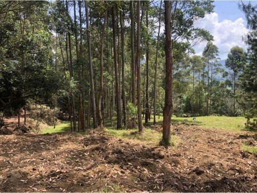 토지 / La Ceja, Departamento de Antioquia