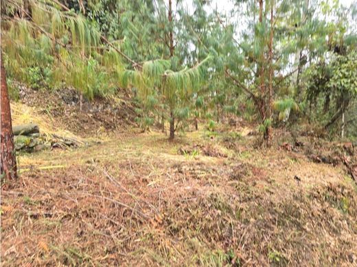 Arsa Envigado, Departamento de Antioquia