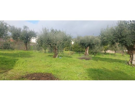 Grundstück in Vila Nova da Barquinha, Distrito de Santarém