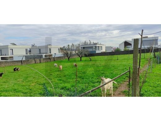 Luxus-Haus in Albergaria-a-Velha, Albergaria-A-Velha