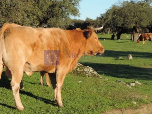 Landhaus / Bauernhof in Aliseda, Cáceres