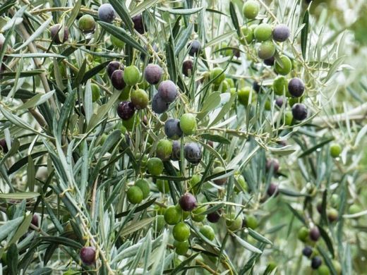 Landhaus / Bauernhof in Albatana, Albacete