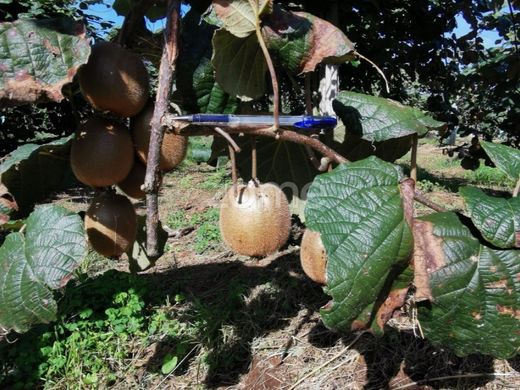 Luxury home in Águeda, Aveiro