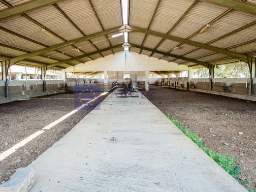 Rural ou fazenda - Navalmoral de la Mata, Provincia de Cáceres