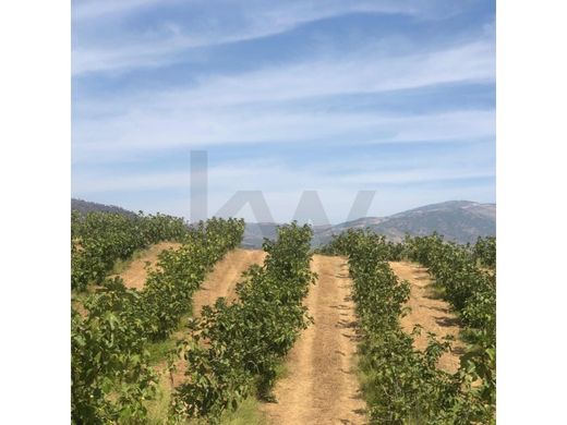 Casa de lujo en Vila Flor, Miranda do Corvo