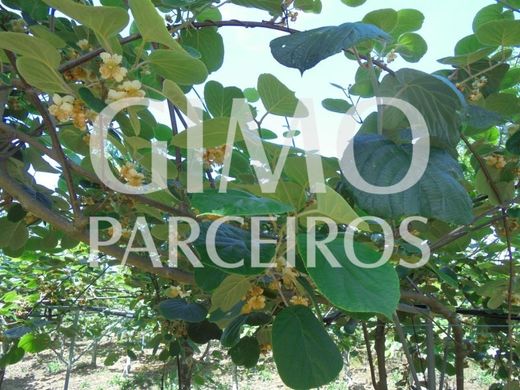 전원/농가 / Anadia, Distrito de Aveiro