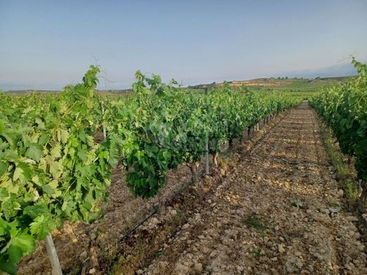 Terreno a Elciego, Araba / Álava