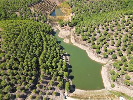 ﻣﺰﺭﻋﺔ ﻓﻲ Silves, Distrito de Faro