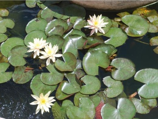 호화 저택 / Calp, Provincia de Alicante