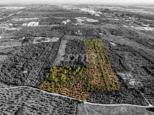 Land in Borba, Distrito de Évora