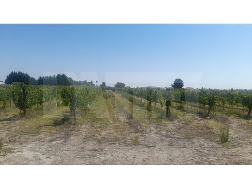 Αγροτεμάχιο σε Palmela, Distrito de Setúbal