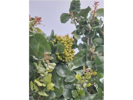 Toledo, トレドの高級住宅