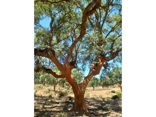 Ρουστίκ ή Αγροικίες σε Badajoz, Provincia de Badajoz