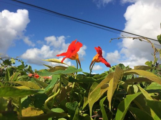 Land in Sintra, Lisbon