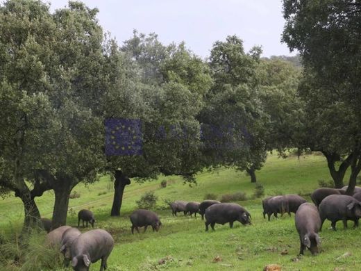 Ρουστίκ ή Αγροικίες σε Plasencia, Provincia de Cáceres