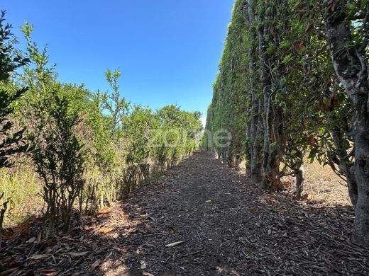Элитный дом, Ribeira Grande, Azores