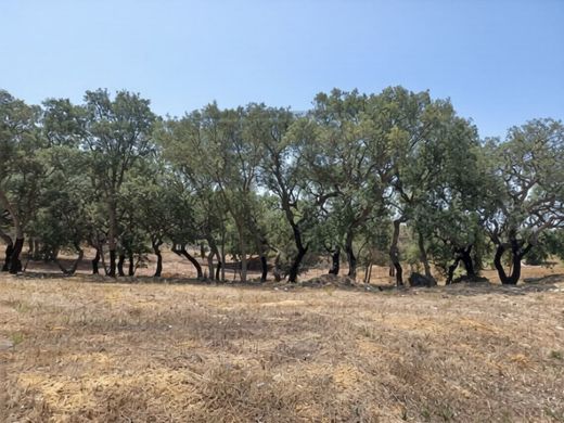 Grundstück in Portimão, Distrito de Faro