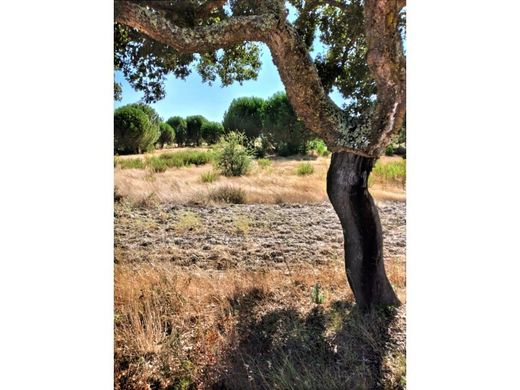 Terrain à Coruche, Distrito de Santarém
