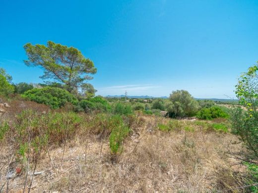 Land in Alcúdia, Province of Balearic Islands