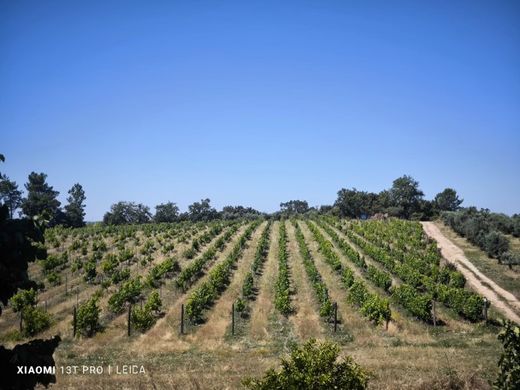 Fattoria a Fundão, Distrito de Castelo Branco