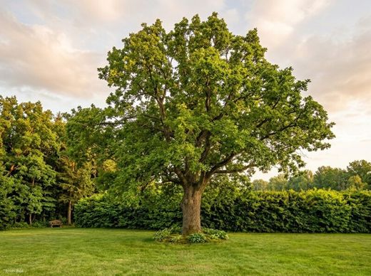 Terreno en Königsbrunn, Politischer Bezirk Korneuburg