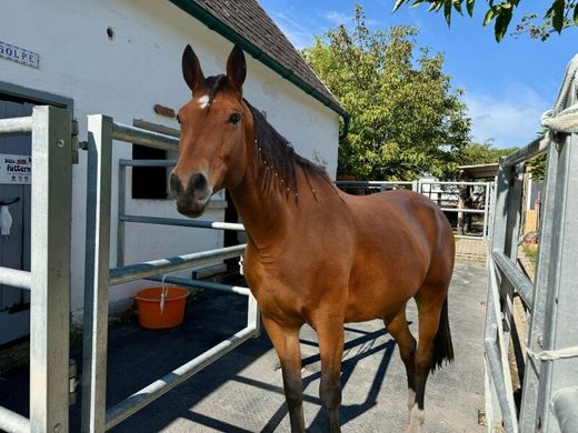 Luxe woning in Müllendorf, Eisenstadt-Umgebung