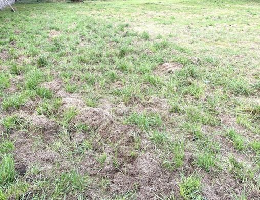 Terrain à Gössendorf, Politischer Bezirk Graz-Umgebung