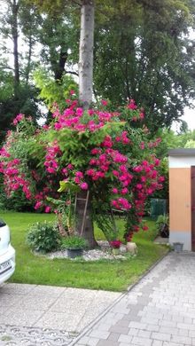 Villa à Berndorf, Politischer Bezirk Baden