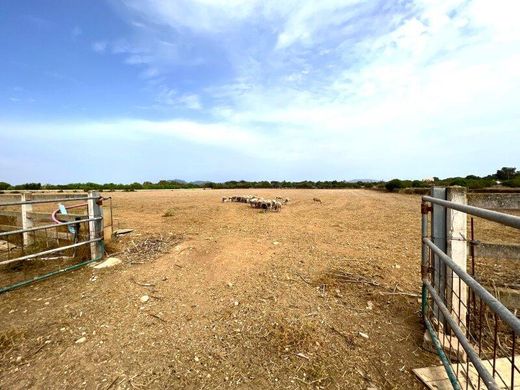 Land in Campos, Province of Balearic Islands