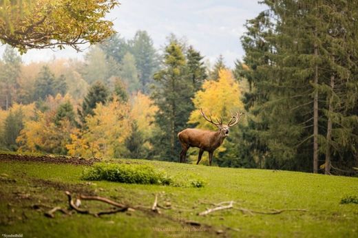 Farm in Vienna, Wien Stadt