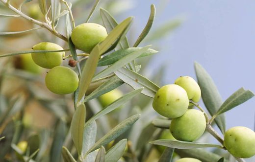 Villa en Le Castellet, Var