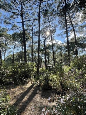 ‏קרקע ב  Lacanau, Gironde