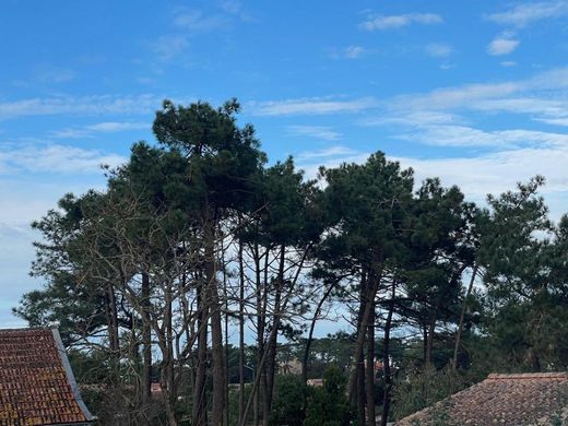 토지 / Lacanau, Gironde