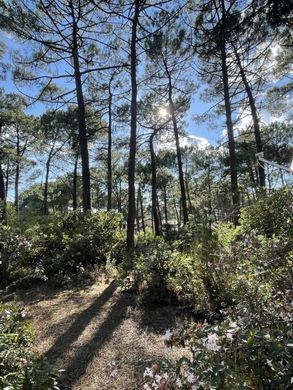 Lacanau, Girondeの土地