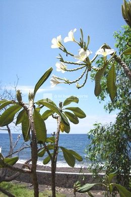 Teren w Karangasem, Bali