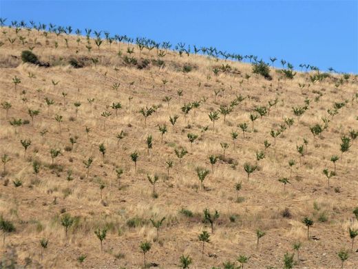 Land in Pinhel, Distrito da Guarda