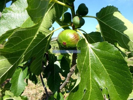 Участок, Мирандела, Mirandela