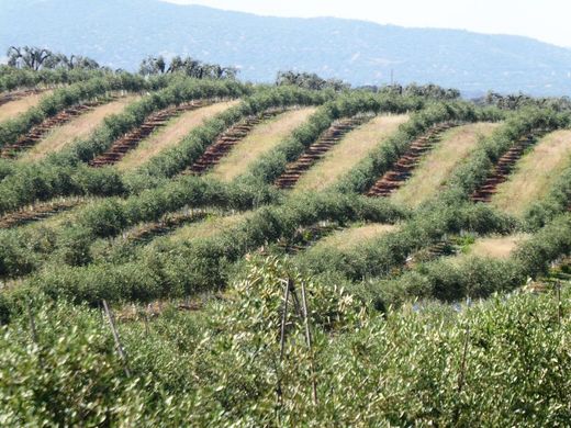 Boerderij in Estremoz, Distrito de Évora