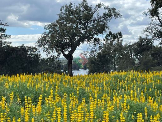 Ρουστίκ ή Αγροικίες σε Ponte de Sôr, Ponte de Sor